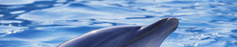 DOLPHIN