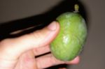 FEIJOA