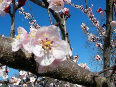 APRICOT TREE BLOSSOMS