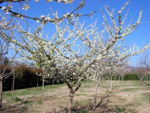 PLUM TREES