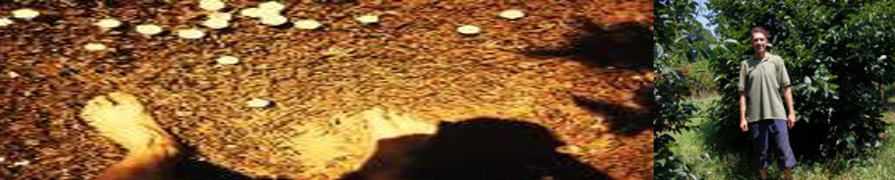 MY FEET STANDING ON THE EARTH AND ME UNDER A PERSIMMON TREE