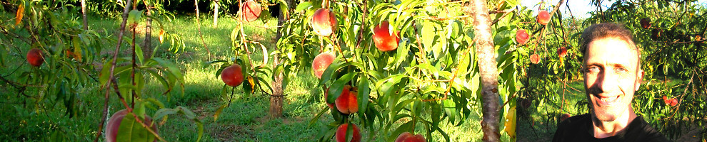 LUCA SURROUNDED BY PLENTY OF FRUITS
