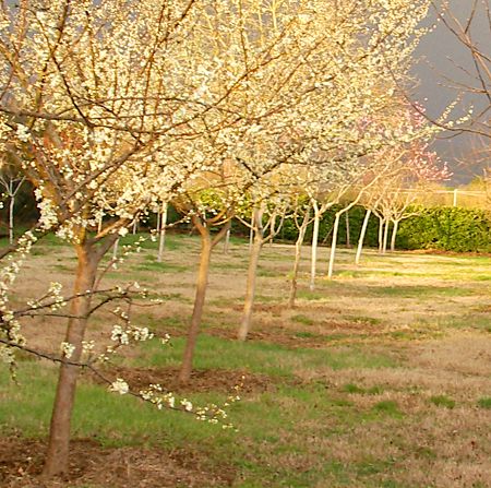 PLUM TREES